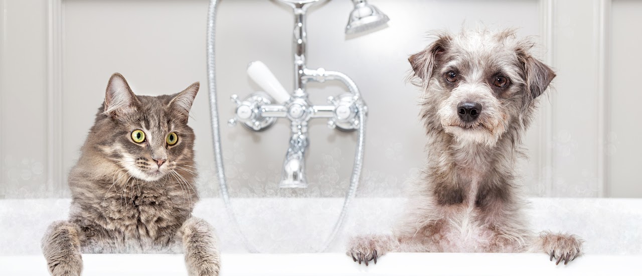 Grooming