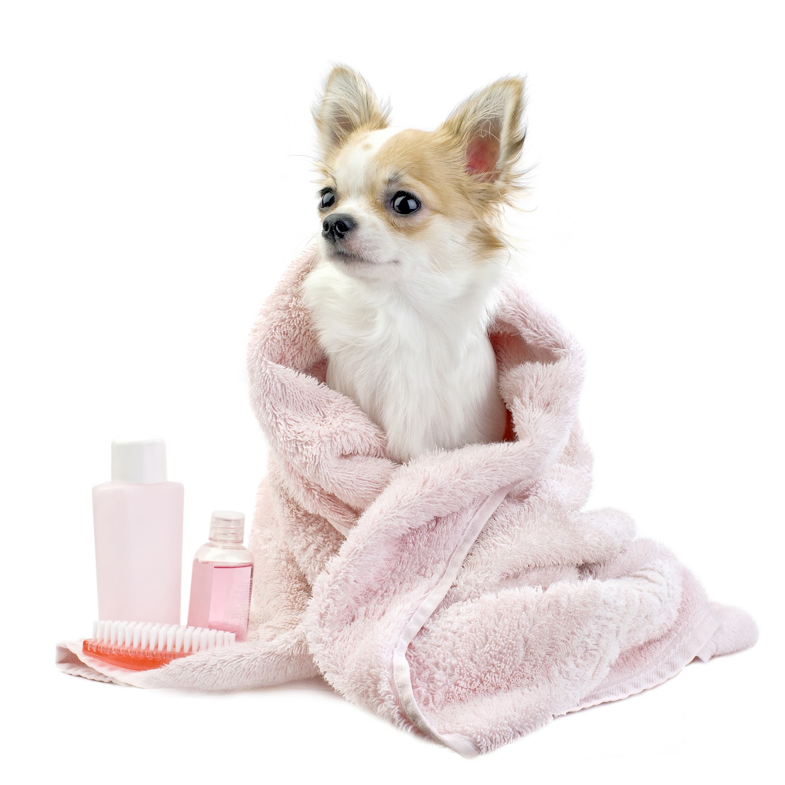 Pomeranian
